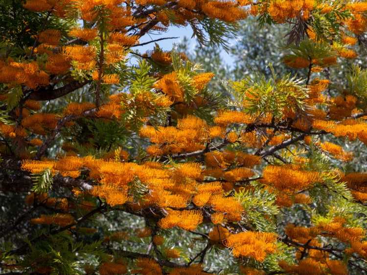 You are currently viewing Entretien des plantes Grevillea: Comment faire pousser des Grevilleas dans le paysage