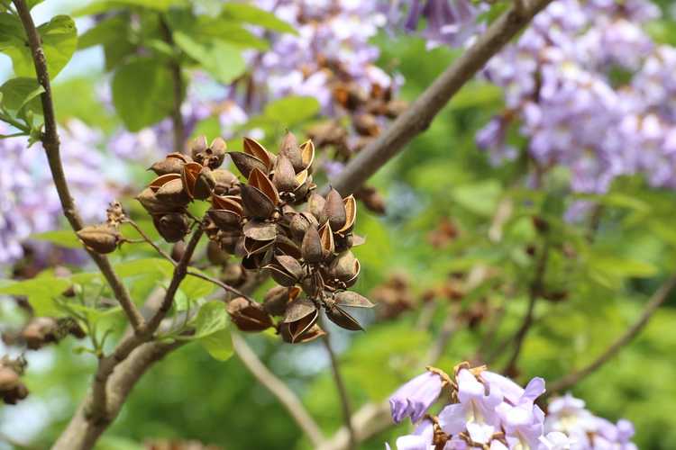 You are currently viewing Propagation des graines de Paulownia : conseils pour cultiver Royal Empress à partir de graines