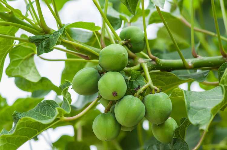 You are currently viewing Qu'est-ce qu'un arbre Jatropha Curcas : le jatropha est utilisé dans le paysage