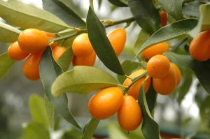 Lire la suite à propos de l’article Entretien des arbres kumquat : conseils pour faire pousser des arbres kumquat