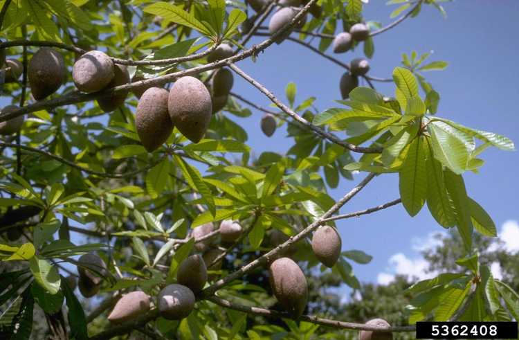 You are currently viewing Qu'est-ce qu'un arbre Mamey : informations et culture sur les pommes Mammee