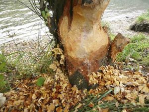 Lire la suite à propos de l’article Dommages causés aux arbres par les castors : comment protéger les arbres contre les dommages causés par les castors