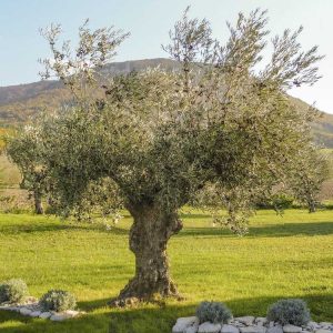 Lire la suite à propos de l’article Déplacer des arbres matures : quand et comment transplanter un grand arbre