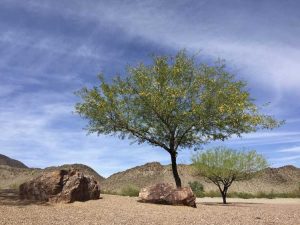 Lire la suite à propos de l’article Reproduction d'arbre mesquite : comment propager un arbre mesquite