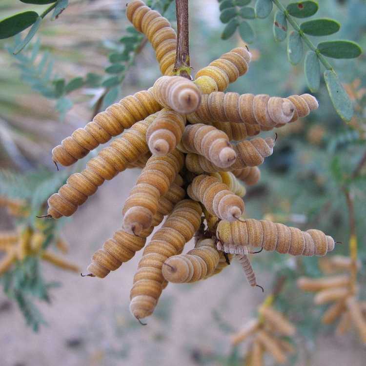 You are currently viewing Informations sur Screwbean Mesquite : Conseils pour l'entretien du Screwbean Mesquite