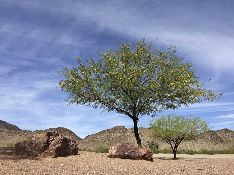 You are currently viewing Reproduction d'arbre mesquite : comment propager un arbre mesquite