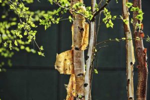 Lire la suite à propos de l’article Écorce qui pèle sur les arbres: que faire pour les arbres dont l'écorce pèle