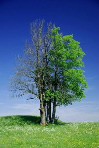 Lire la suite à propos de l’article Pourquoi mon arbre est-il mort subitement – Raisons courantes de la mort subite d’un arbre