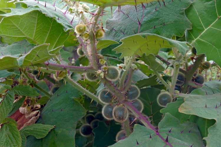 You are currently viewing Propagation de Naranjilla : Conseils pour faire pousser de nouveaux arbres de Naranjilla