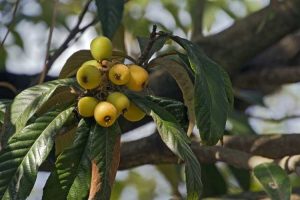 Lire la suite à propos de l’article Mon arbre nèfle laisse tomber ses fruits – Pourquoi les nèfles tombent-ils de l'arbre