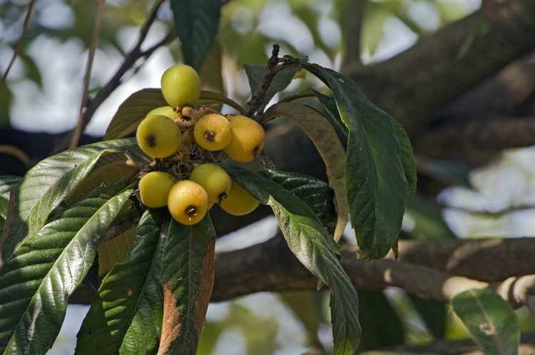 You are currently viewing Mon arbre nèfle laisse tomber ses fruits – Pourquoi les nèfles tombent-ils de l'arbre