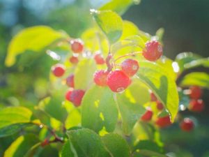 Lire la suite à propos de l’article Fruits ornementaux comestibles – Pourquoi mon arbre ornemental porte-t-il des fruits