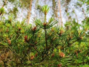 Lire la suite à propos de l’article Informations sur le pin sylvestre – Conseils pour planter des pins sylvestres dans les paysages