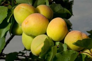 Lire la suite à propos de l’article Les abricots ne mûrissent pas : pourquoi mes abricots restent-ils verts sur l'arbre