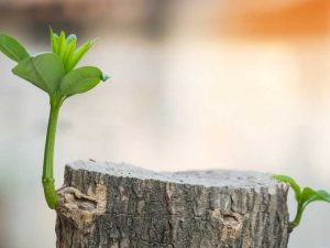 Lire la suite à propos de l’article Redonner vie à un arbre : comment faire repousser un arbre à partir d'une souche