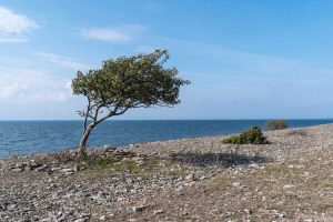 Lire la suite à propos de l’article Arbres résistants au vent – Choisir des arbres pour les endroits venteux