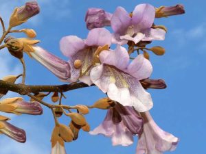 Lire la suite à propos de l’article Royal Empress Tree : l'arbre d'ombrage à la croissance la plus rapide au monde