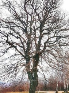 Lire la suite à propos de l’article Problèmes de feuillage des arbres à feuilles caduques : pourquoi mon arbre ne sort-il pas ?