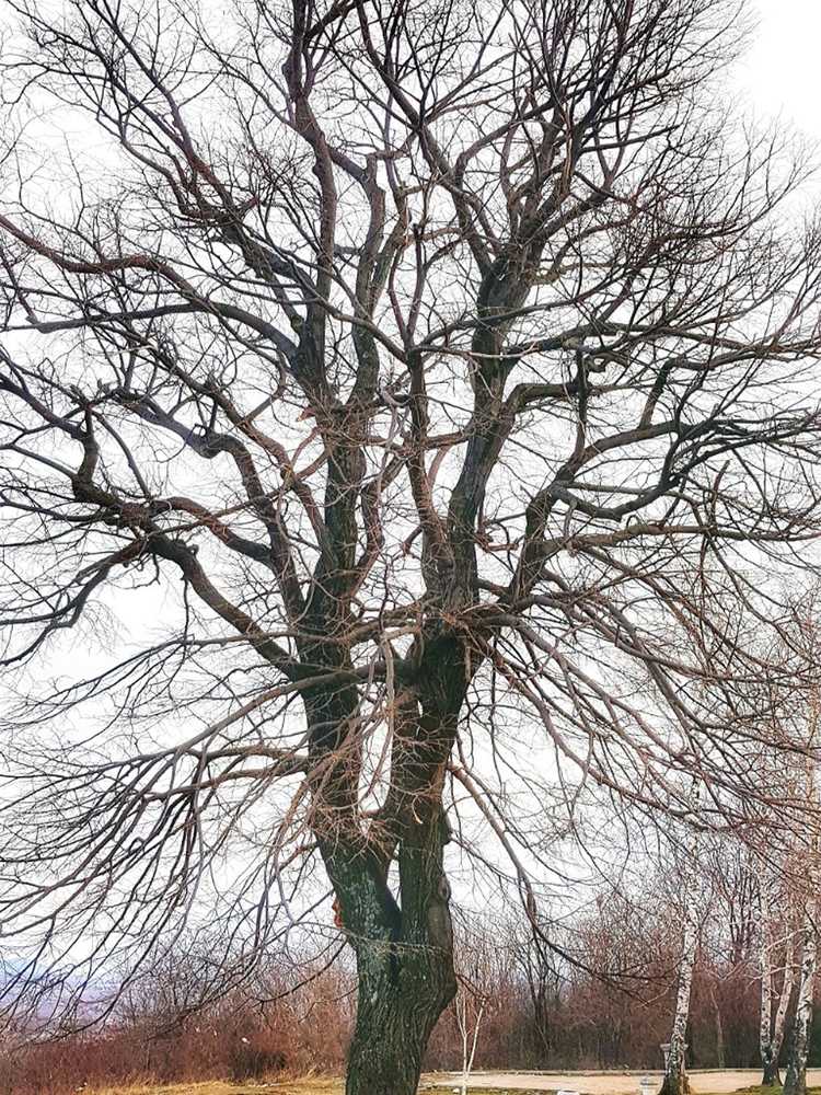 You are currently viewing Problèmes de feuillage des arbres à feuilles caduques : pourquoi mon arbre ne sort-il pas ?