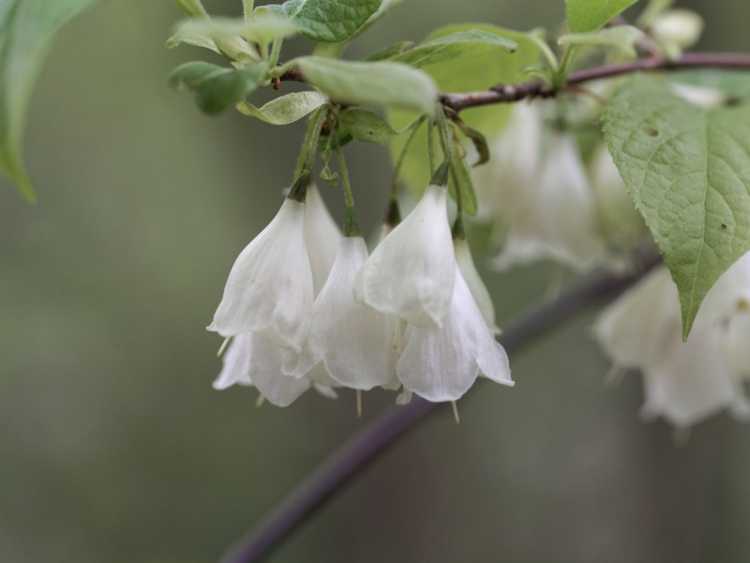 You are currently viewing Halesia Tree Care: Comment faire pousser un arbre Carolina Silverbell