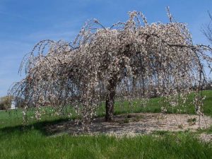 Lire la suite à propos de l’article Qu'est-ce qu'un arbre Snofozam – Informations et soins sur les cerisiers de fontaine à neige