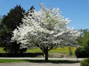 Lire la suite à propos de l’article Qu'est-ce qu'un arbre spécimen – Informations sur la plantation d'un arbre spécimen