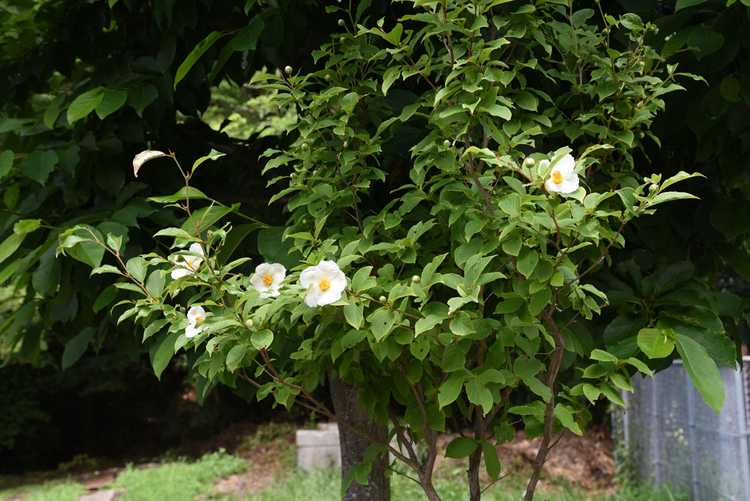 Lire la suite à propos de l’article Informations sur la Stewartia japonaise : Comment planter un arbre Stewartia japonais