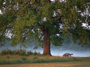 Lire la suite à propos de l’article Qu'est-ce qu'un arbre témoin et où les trouver