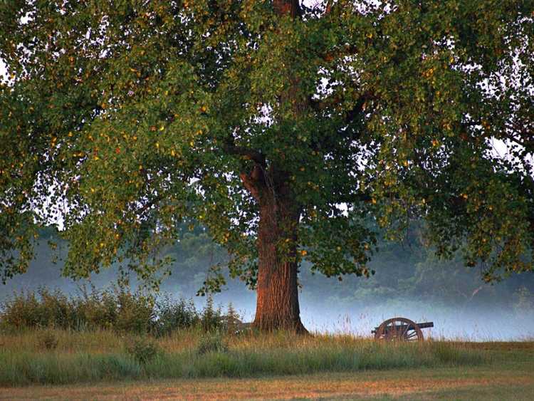 You are currently viewing Qu'est-ce qu'un arbre témoin et où les trouver