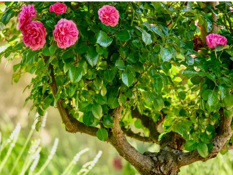 Lire la suite à propos de l’article Arbre topiaire rose: comment tailler un topiaire rose