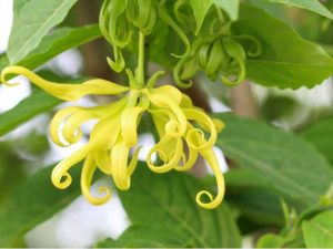 Lire la suite à propos de l’article Arbre nain d'ylang-ylang : cultiver du Cananga Odorata dans un conteneur