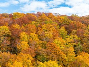 Lire la suite à propos de l’article Que sont les arbres et arbustes à feuilles caduques : types d'arbres et d'arbustes à feuilles caduques