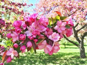 Lire la suite à propos de l’article Types d'arbres à fleurs pour les jardins de printemps