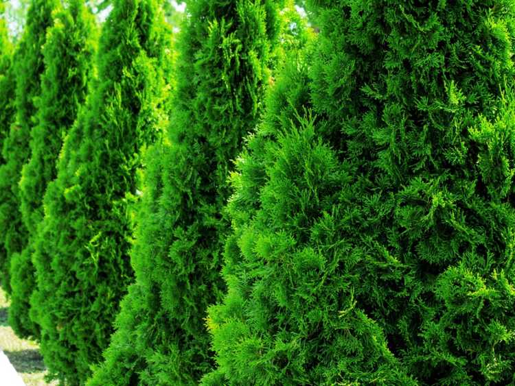 You are currently viewing Cultiver des arbres Arborvitae – Conseils pour faire pousser un Arborvitae