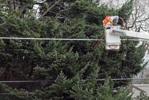 Lire la suite à propos de l’article Arbres sous les lignes électriques : devriez-vous planter des arbres autour des lignes électriques