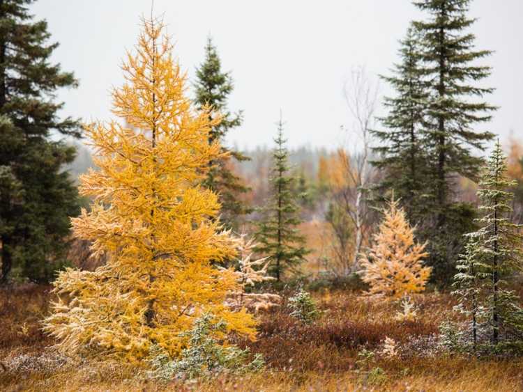 You are currently viewing Informations sur l'arbre Tamarack – Comment faire pousser un arbre Tamarack