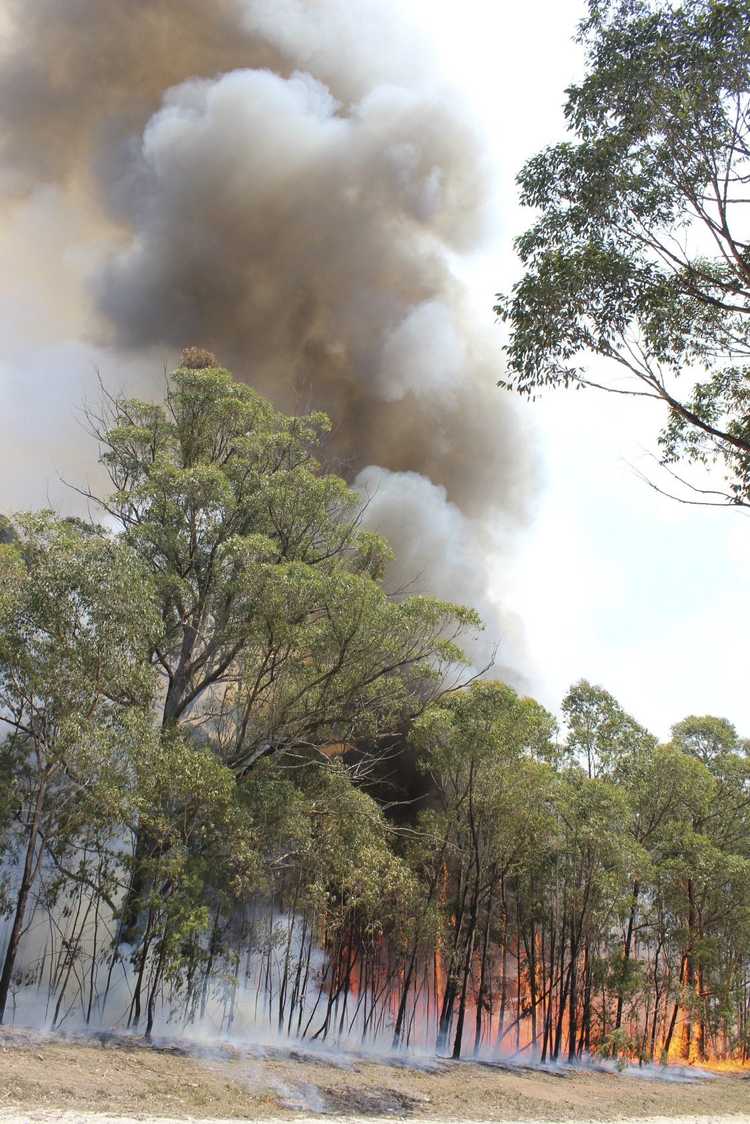 You are currently viewing Risques d'incendie d'eucalyptus : les eucalyptus sont-ils inflammables