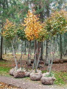 Lire la suite à propos de l’article Plantation d'arbres en toile de jute en boule : retirez-vous la toile de jute lors de la plantation d'un arbre