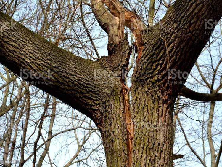 Lire la suite à propos de l’article Arbres touchés par la foudre : réparer les arbres endommagés par la foudre