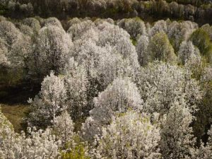 Lire la suite à propos de l’article 6 arbres envahissants que vous ne devriez jamais planter dans votre jardin