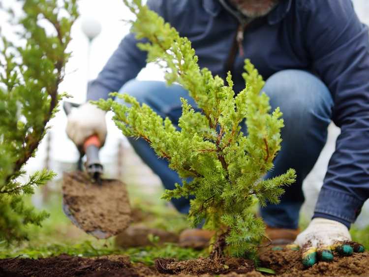 You are currently viewing Conseils de plantation de printemps : comment planter des arbres et des arbustes au printemps