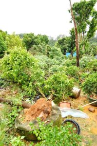 Lire la suite à propos de l’article Plantes et jardins endommagés par l'ouragan : sauver les plantes endommagées par l'ouragan