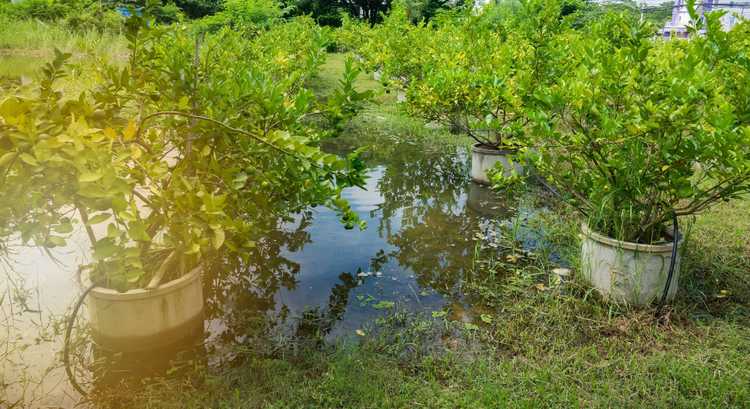 You are currently viewing Arbres fruitiers qui aiment l'humidité – Arbres fruitiers qui poussent dans des conditions humides