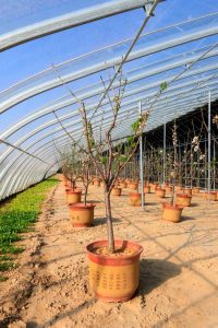 Lire la suite à propos de l’article Entretien des arbres en serre : cultiver des arbres fruitiers dans une serre