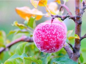 Lire la suite à propos de l’article Comment protéger les arbres fruitiers du gel et du gel