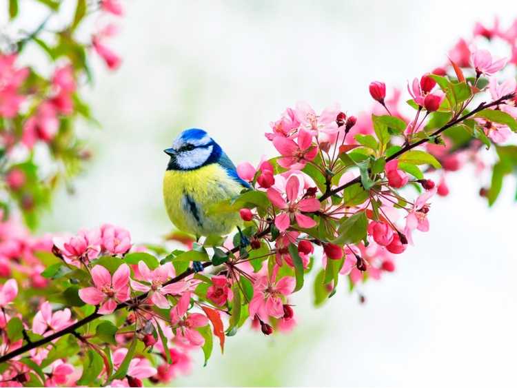 You are currently viewing Meilleurs arbres fruitiers indigènes pour soutenir la faune