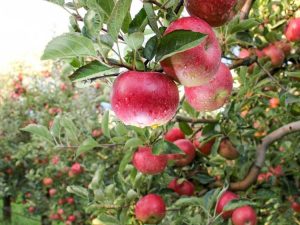 Lire la suite à propos de l’article 10 meilleurs arbres fruitiers à cultiver – Conseils pour faire pousser des arbres fruitiers