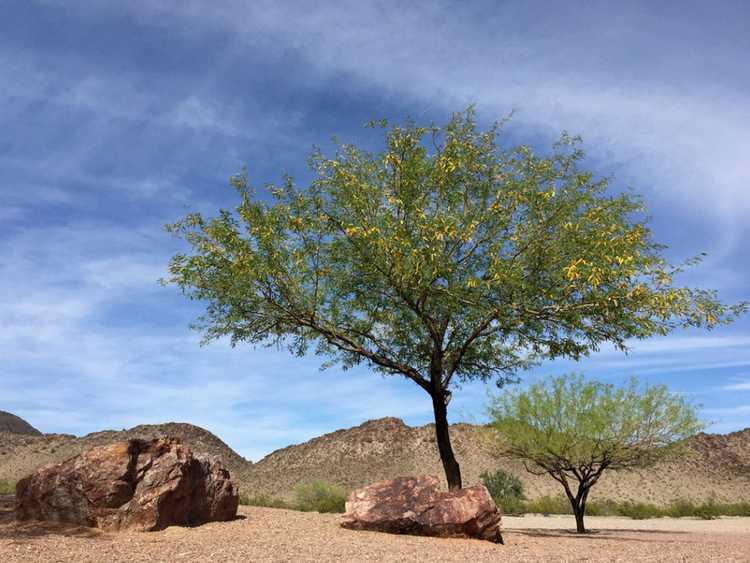 Lire la suite à propos de l’article Variétés d'arbres du désert : arbres que vous pouvez cultiver dans le désert