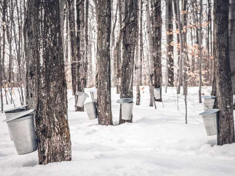 You are currently viewing Alternatives au sirop d'érable : différents arbres sur lesquels vous pouvez exploiter la sève