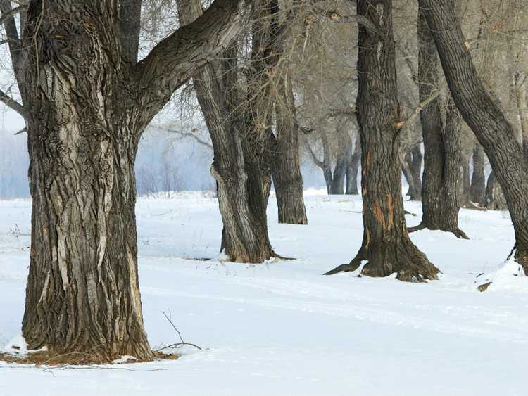 You are currently viewing Comment empêcher les arbres d’exploser à cause du froid cet hiver
